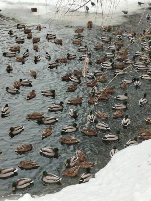 Уточки в Спиридоновском пруду..