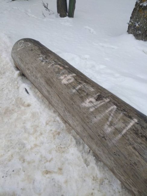 В парке «Швейцария» обнаружены повреждения деревьев, нанесённые хулиганами. 
Сотрудники парка крайне..