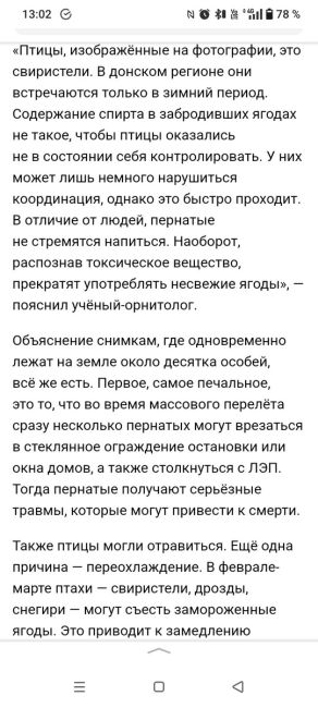 НЕ ПУГАЙТЕСЬ, если увидите такое. Птицы объедаются зимней забродившей рябины, и стремительно пьянеют..