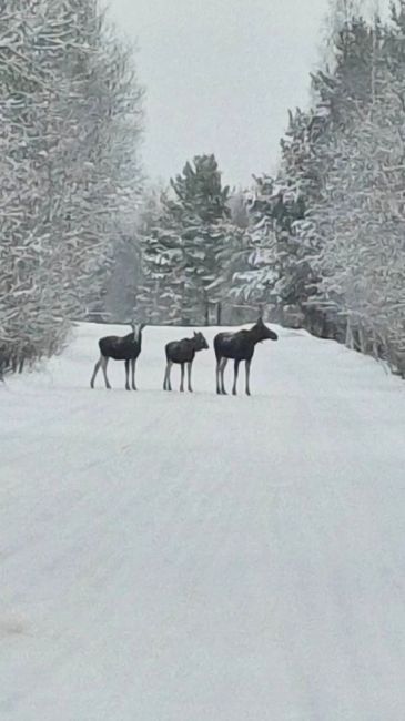 🗣Вот таких красавчиков заметили в Краснобаковском районе 
📸 Ольга..